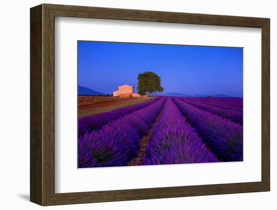 France, Provence. Lavender field in the Valensole Plateau.-Jaynes Gallery-Framed Photographic Print