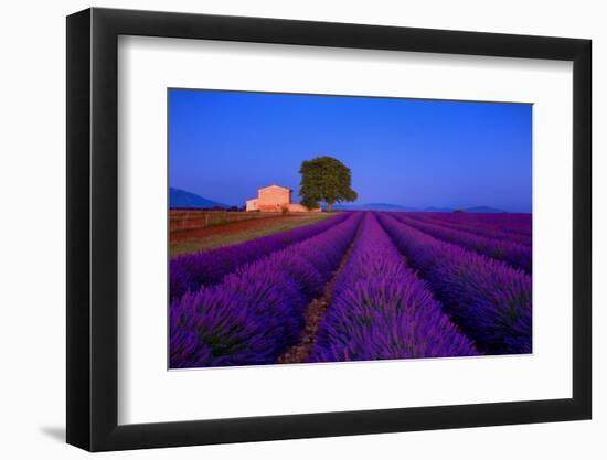 France, Provence. Lavender field in the Valensole Plateau.-Jaynes Gallery-Framed Photographic Print