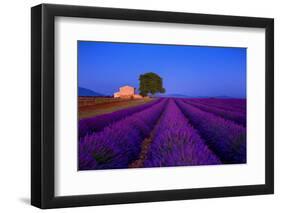 France, Provence. Lavender field in the Valensole Plateau.-Jaynes Gallery-Framed Photographic Print