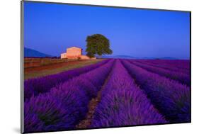 France, Provence. Lavender field in the Valensole Plateau.-Jaynes Gallery-Mounted Photographic Print