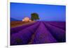 France, Provence. Lavender field in the Valensole Plateau.-Jaynes Gallery-Framed Photographic Print