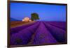 France, Provence. Lavender field in the Valensole Plateau.-Jaynes Gallery-Framed Photographic Print