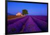 France, Provence. Lavender field in the Valensole Plateau.-Jaynes Gallery-Framed Photographic Print