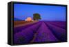 France, Provence. Lavender field in the Valensole Plateau.-Jaynes Gallery-Framed Stretched Canvas
