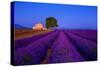 France, Provence. Lavender field in the Valensole Plateau.-Jaynes Gallery-Stretched Canvas