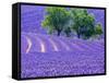 France, Provence, Lavender Field on the Valensole Plateau-Terry Eggers-Framed Stretched Canvas