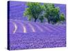 France, Provence, Lavender Field on the Valensole Plateau-Terry Eggers-Stretched Canvas
