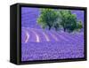 France, Provence, Lavender Field on the Valensole Plateau-Terry Eggers-Framed Stretched Canvas