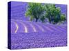 France, Provence, Lavender Field on the Valensole Plateau-Terry Eggers-Stretched Canvas