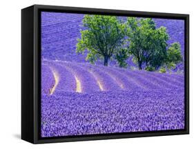 France, Provence, Lavender Field on the Valensole Plateau-Terry Eggers-Framed Stretched Canvas