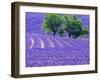 France, Provence, Lavender Field on the Valensole Plateau-Terry Eggers-Framed Photographic Print