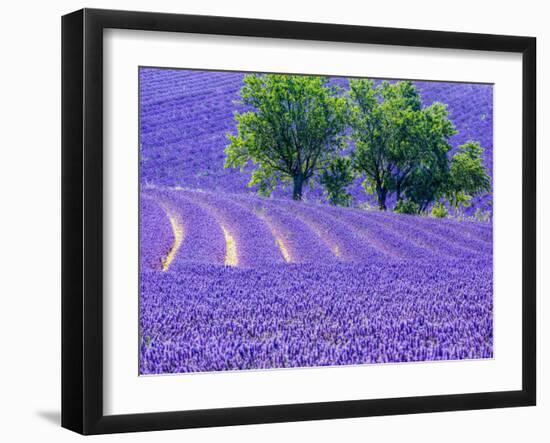 France, Provence, Lavender Field on the Valensole Plateau-Terry Eggers-Framed Photographic Print