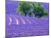 France, Provence, Lavender Field on the Valensole Plateau-Terry Eggers-Mounted Photographic Print