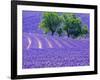 France, Provence, Lavender Field on the Valensole Plateau-Terry Eggers-Framed Photographic Print