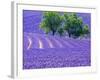 France, Provence, Lavender Field on the Valensole Plateau-Terry Eggers-Framed Photographic Print