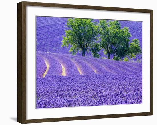 France, Provence, Lavender Field on the Valensole Plateau-Terry Eggers-Framed Photographic Print