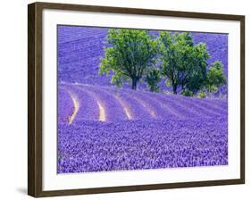 France, Provence, Lavender Field on the Valensole Plateau-Terry Eggers-Framed Photographic Print