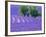 France, Provence, Lavender Field on the Valensole Plateau-Terry Eggers-Framed Photographic Print