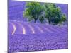 France, Provence, Lavender Field on the Valensole Plateau-Terry Eggers-Mounted Photographic Print