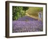 France, Provence. Lavender Fields Near a Home-Julie Eggers-Framed Photographic Print