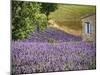 France, Provence. Lavender Fields Near a Home-Julie Eggers-Mounted Photographic Print