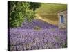 France, Provence. Lavender Fields Near a Home-Julie Eggers-Stretched Canvas