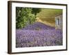 France, Provence. Lavender Fields Near a Home-Julie Eggers-Framed Photographic Print