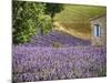 France, Provence. Lavender Fields Near a Home-Julie Eggers-Mounted Photographic Print