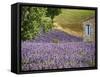 France, Provence. Lavender Fields Near a Home-Julie Eggers-Framed Stretched Canvas