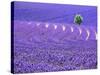 France, Provence, Lone Tree in Lavender Field-Terry Eggers-Stretched Canvas