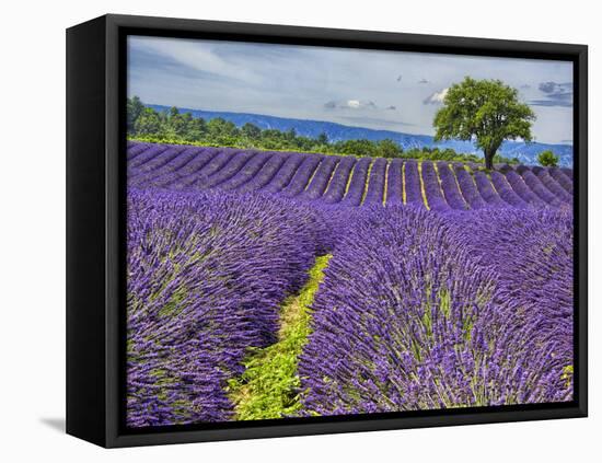 France, Provence, Lone Tree in Lavender Field-Terry Eggers-Framed Stretched Canvas