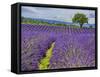 France, Provence, Lone Tree in Lavender Field-Terry Eggers-Framed Stretched Canvas