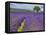 France, Provence, Lone Tree in Lavender Field-Terry Eggers-Framed Stretched Canvas