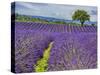 France, Provence, Lone Tree in Lavender Field-Terry Eggers-Stretched Canvas