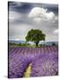 France, Provence, Lone Tree in Lavender Field-Terry Eggers-Stretched Canvas