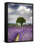 France, Provence, Lone Tree in Lavender Field-Terry Eggers-Framed Stretched Canvas