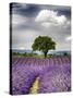 France, Provence, Lone Tree in Lavender Field-Terry Eggers-Stretched Canvas