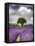 France, Provence, Lone Tree in Lavender Field-Terry Eggers-Framed Stretched Canvas