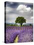 France, Provence, Lone Tree in Lavender Field-Terry Eggers-Stretched Canvas