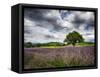 France, Provence, Lone Tree in Lavender Field-Terry Eggers-Framed Stretched Canvas