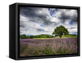 France, Provence, Lone Tree in Lavender Field-Terry Eggers-Framed Stretched Canvas