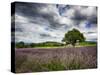 France, Provence, Lone Tree in Lavender Field-Terry Eggers-Stretched Canvas