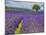 France, Provence, Lone Tree in Lavender Field-Terry Eggers-Mounted Photographic Print