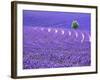 France, Provence, Lone Tree in Lavender Field-Terry Eggers-Framed Photographic Print