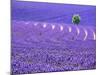 France, Provence, Lone Tree in Lavender Field-Terry Eggers-Mounted Photographic Print