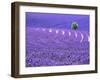 France, Provence, Lone Tree in Lavender Field-Terry Eggers-Framed Photographic Print