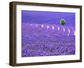 France, Provence, Lone Tree in Lavender Field-Terry Eggers-Framed Photographic Print