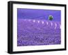 France, Provence, Lone Tree in Lavender Field-Terry Eggers-Framed Photographic Print