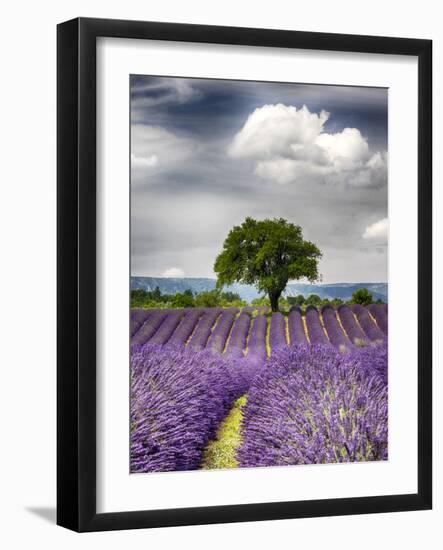 France, Provence, Lone Tree in Lavender Field-Terry Eggers-Framed Photographic Print