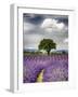 France, Provence, Lone Tree in Lavender Field-Terry Eggers-Framed Photographic Print